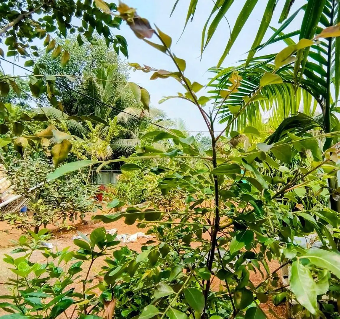 Feriegård Guava Casa Farm House Alappuzha