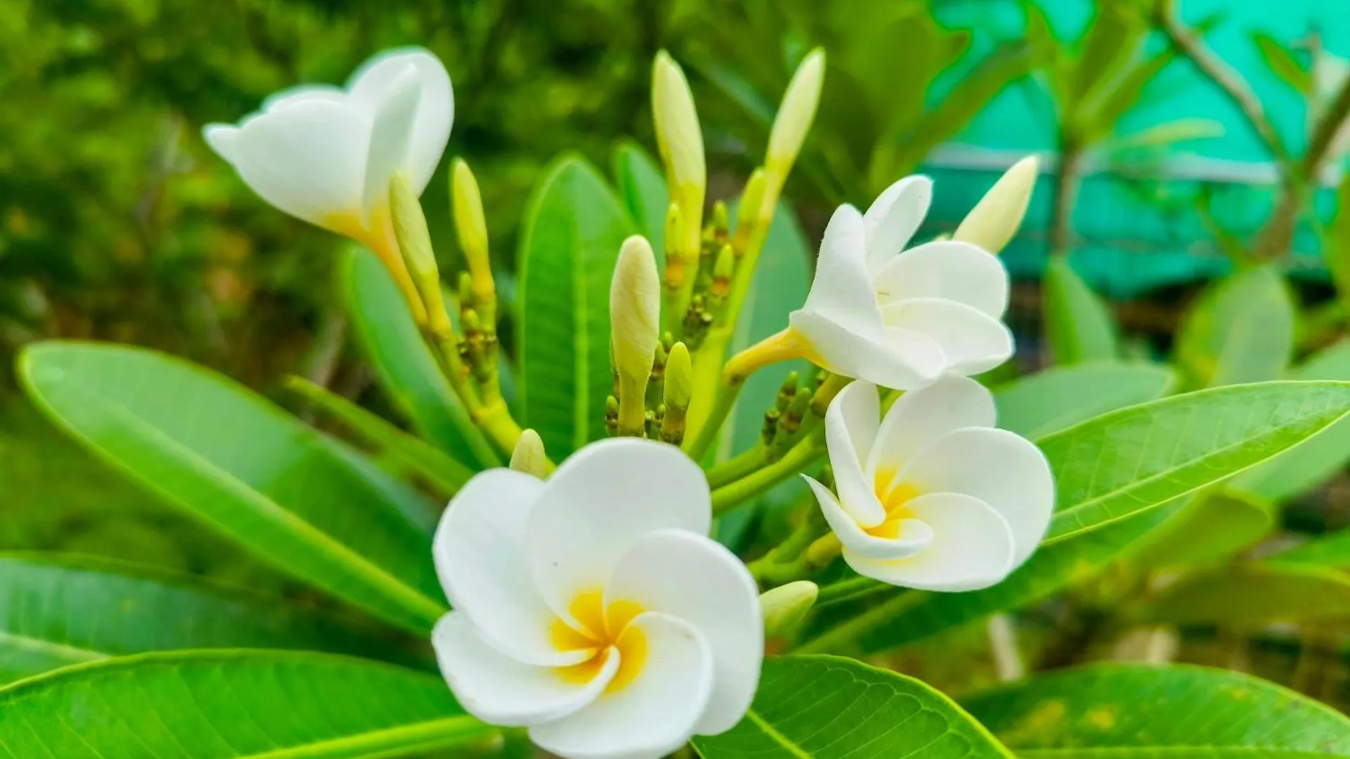 Alappuzha Guava Casa Farm House בית חווה