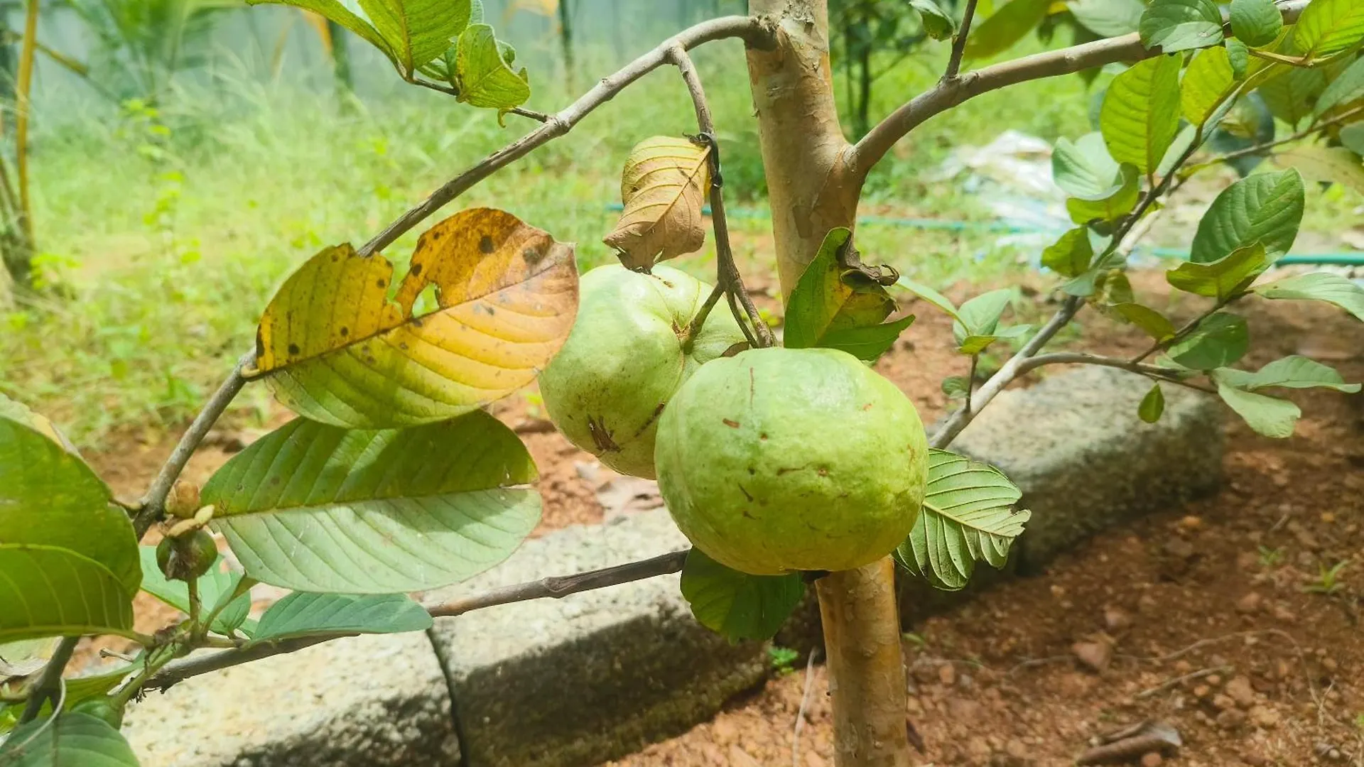 בית חווה Alappuzha Guava Casa Farm House