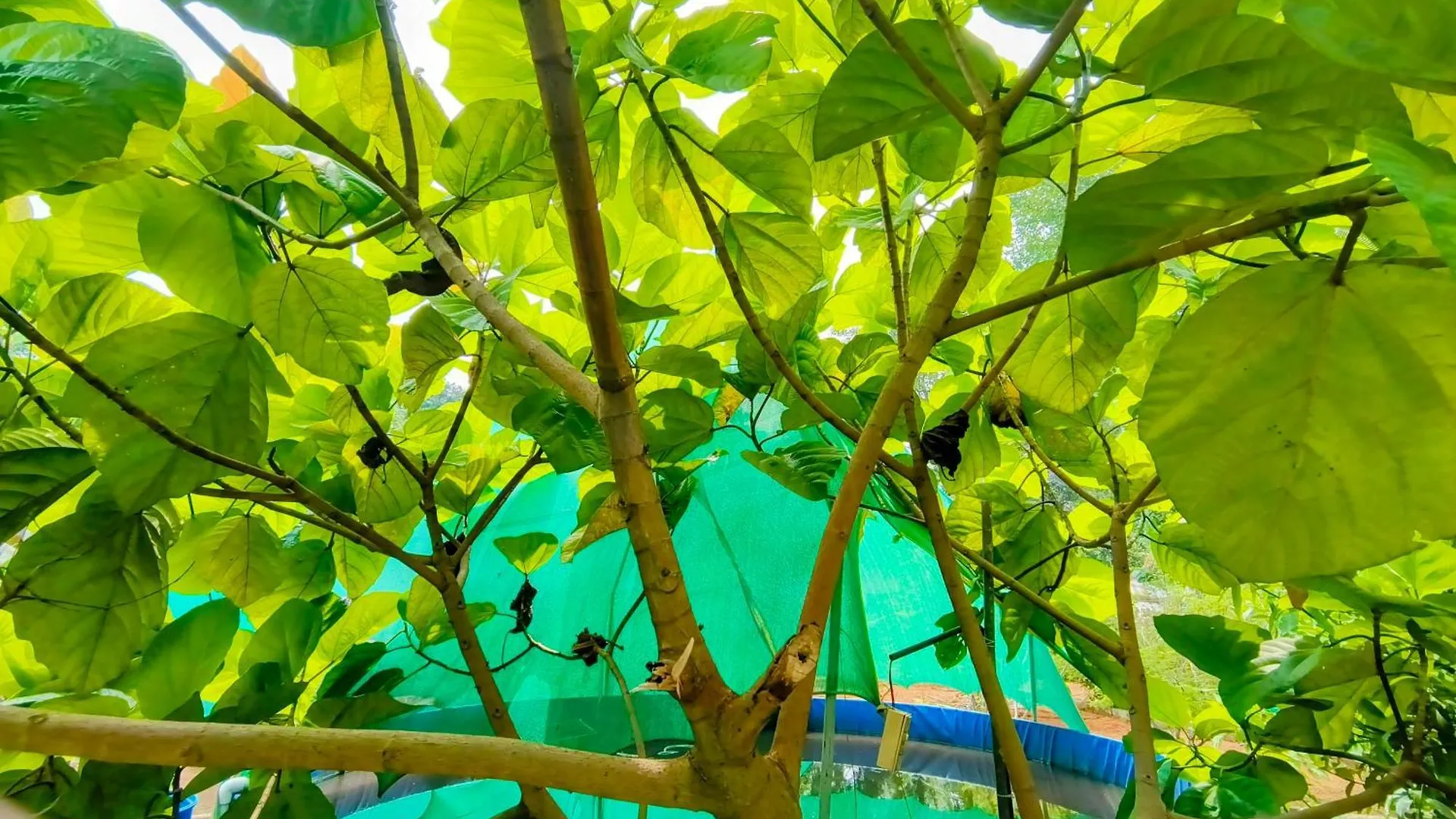 Alappuzha Guava Casa Farm House 0*,  הודו