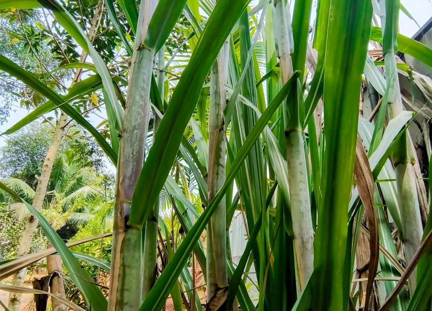 בית חווה Alappuzha Guava Casa Farm House