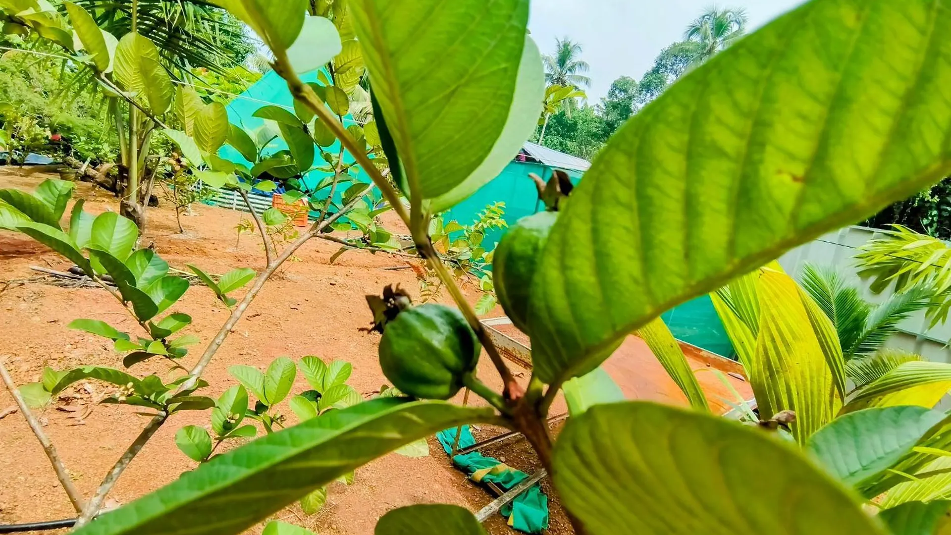 Alappuzha Guava Casa Farm House