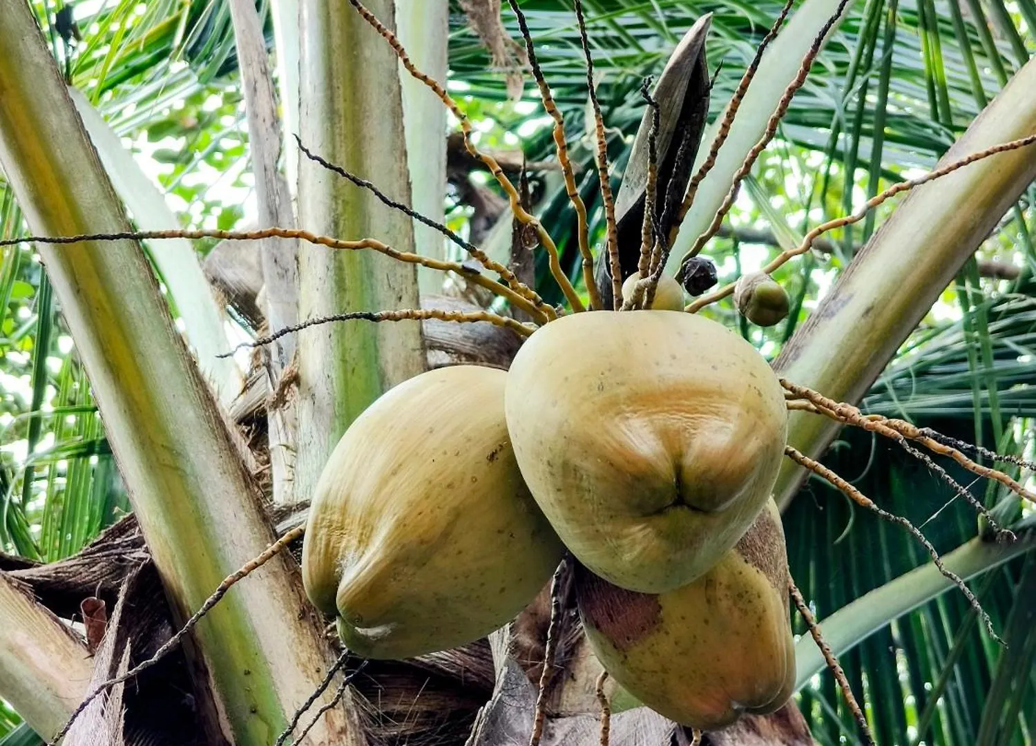 בית חווה Alappuzha Guava Casa Farm House