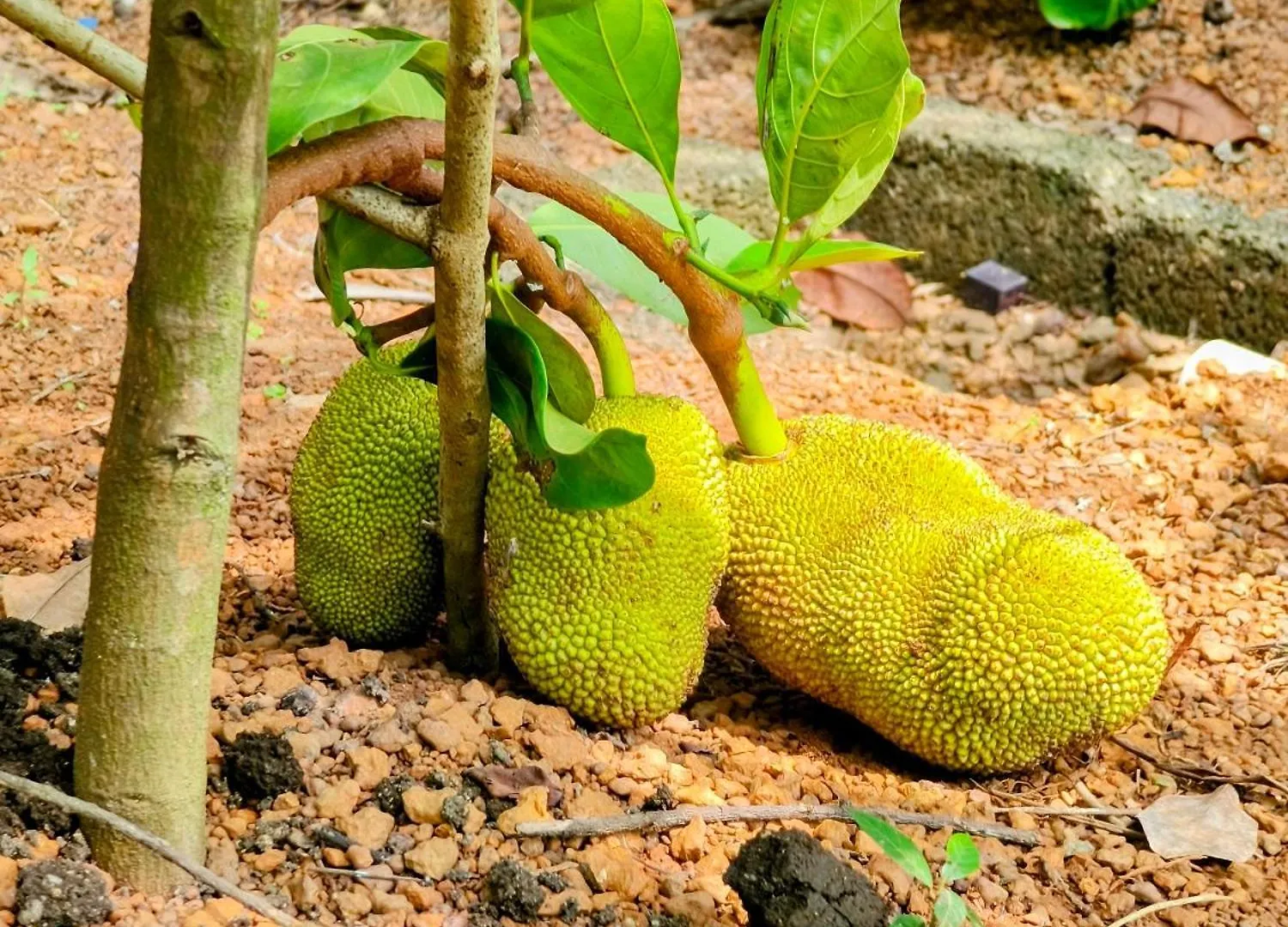 Alappuzha Guava Casa Farm House הודו