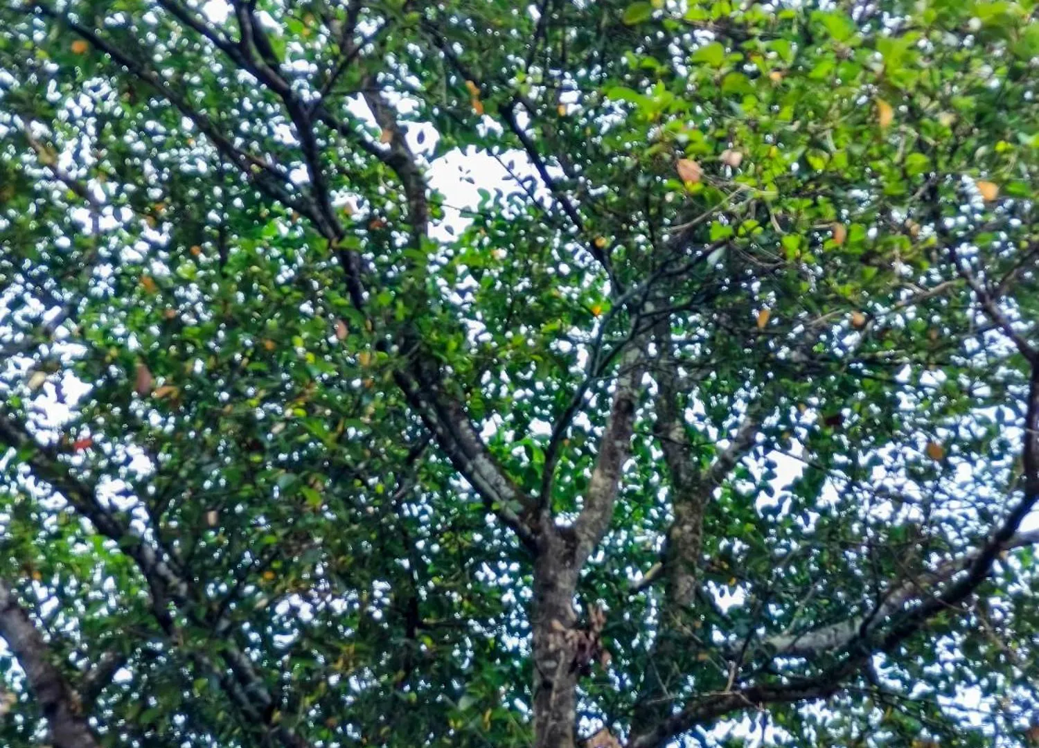 Alappuzha Guava Casa Farm House בית חווה